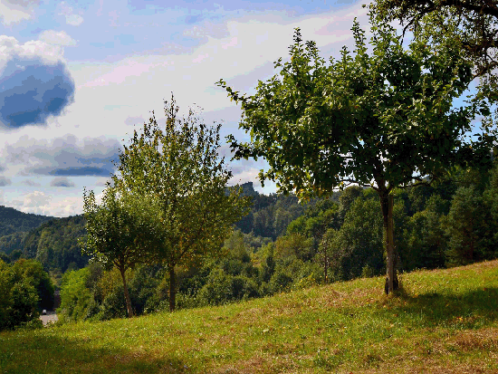 Wanderung Rimbachsteig 2016